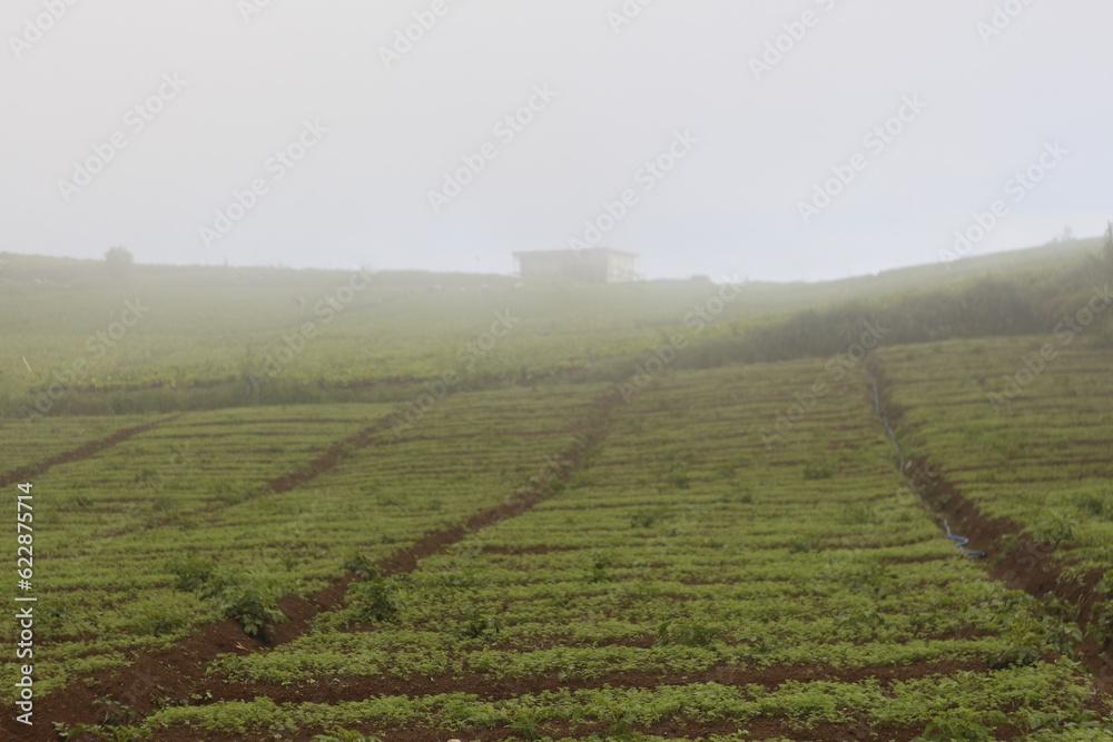 Misty morning at brakseng hills, Cangar Indonesia 