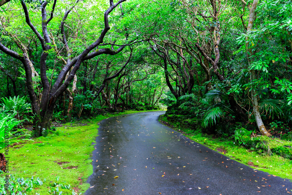 Fototapeta premium 八丈植物公園の森の中の遊歩道