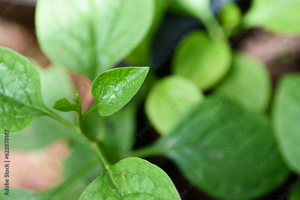 Young shoots of Thai tropical vegetables Young shoots of Thai tropical vegetables