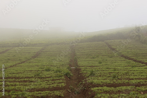 Misty morning at brakseng hills Cangar Indonesia  photo