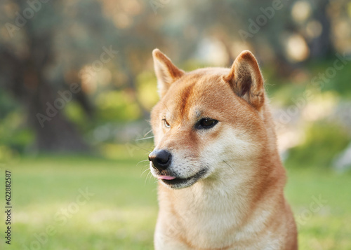 Portrait of a dog in nature. Shiba Inu in sun in the park