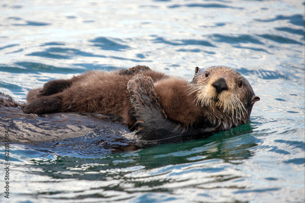 Fototapeta premium Watchful and protective sea otter mother holding pup on stomach while swimming in ocean