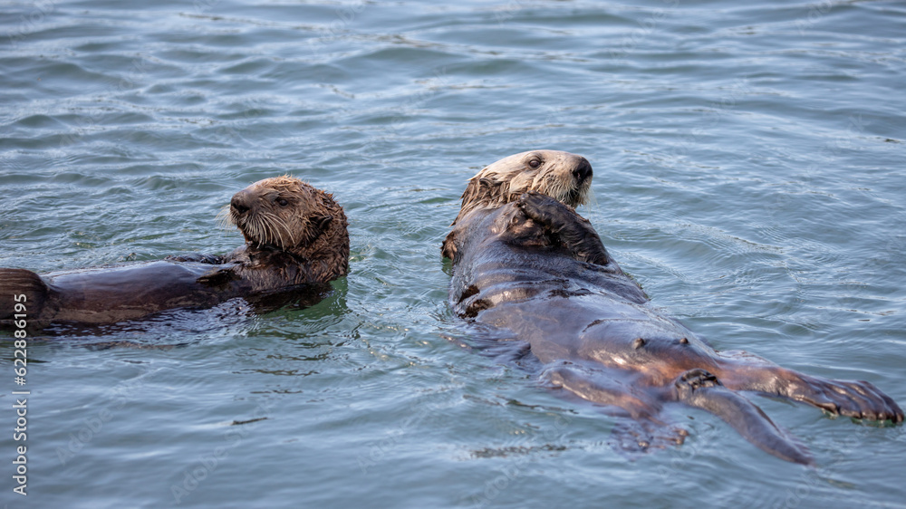 Fototapeta premium Two sea otters swimming in Pacific ocean