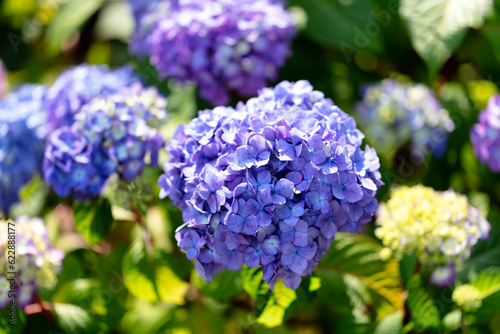Close up view of a purple hydrangea flower in bloom during early summer. Taken in natural daylight.
