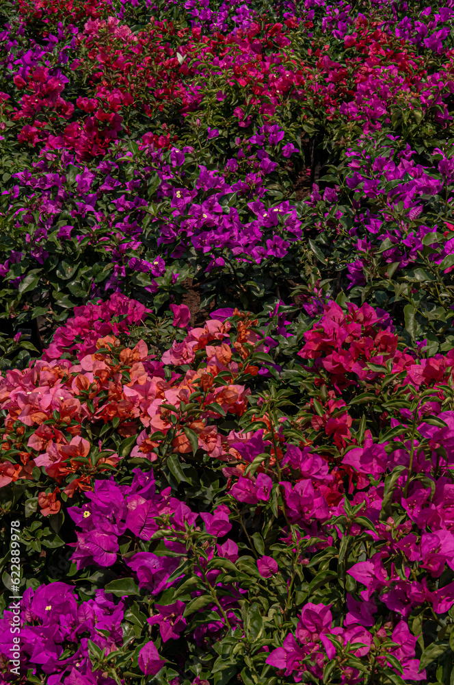 Batch of Bougainvillea Flowers in Fuchsia Purple and Pink