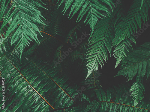 tropical green fern leaves texture in the garden , The background image that is green, the colors of the autumn leaves are perfect, suitable for seasonal use.