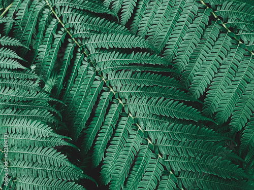 tropical green fern leaves texture in the garden , The background image that is green, the colors of the autumn leaves are perfect, suitable for seasonal use.