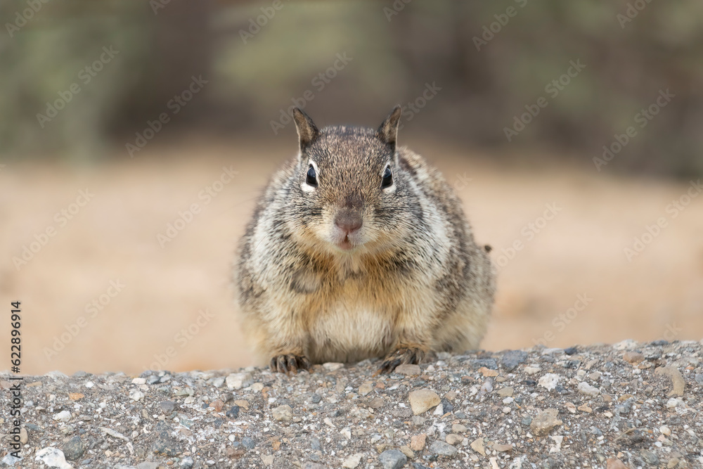 Lock Eyes with an adorable California Ground Squirrel (Otospermophilus beecheyi). These cute, furry desert rodents found at a roadside stop are very curious about visitors Lock Eyes with an adorable California Ground Squirrel (Otospermophilus beecheyi). These cute, furry desert rodents found at a roadside stop are very curious about visitors