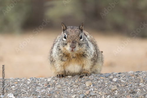 Lock Eyes with an adorable California Ground Squirrel (Otospermophilus beecheyi). These cute, furry desert rodents found at a roadside stop are very curious about visitors © Travis