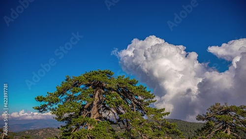 Mountain tree and formation of white fluffy clouds above, time lapse view photo