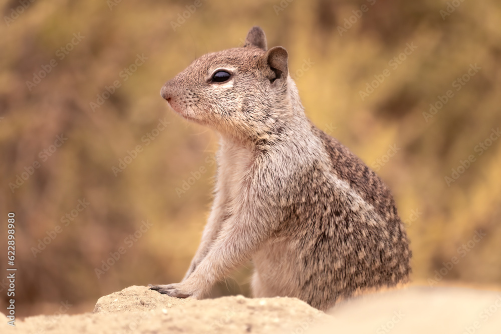 Naklejka premium Sitting Pretty, California Ground Squirrel (Otospermophilus beecheyi). Small rodent that calls the arid desert its home. They dig burrows in the dry dirt for shelter and to escape predators