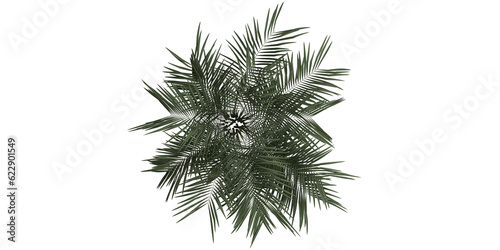 isolated plant and tree front and top view on transparent background