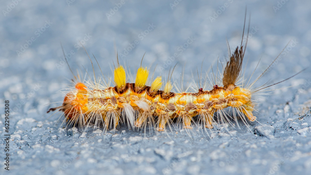 Close up a colourful hairy poisonous caterpillar on floor, Cement floor, Selective focus.