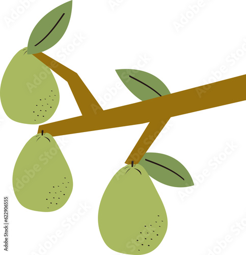 pomelo tree_green 1