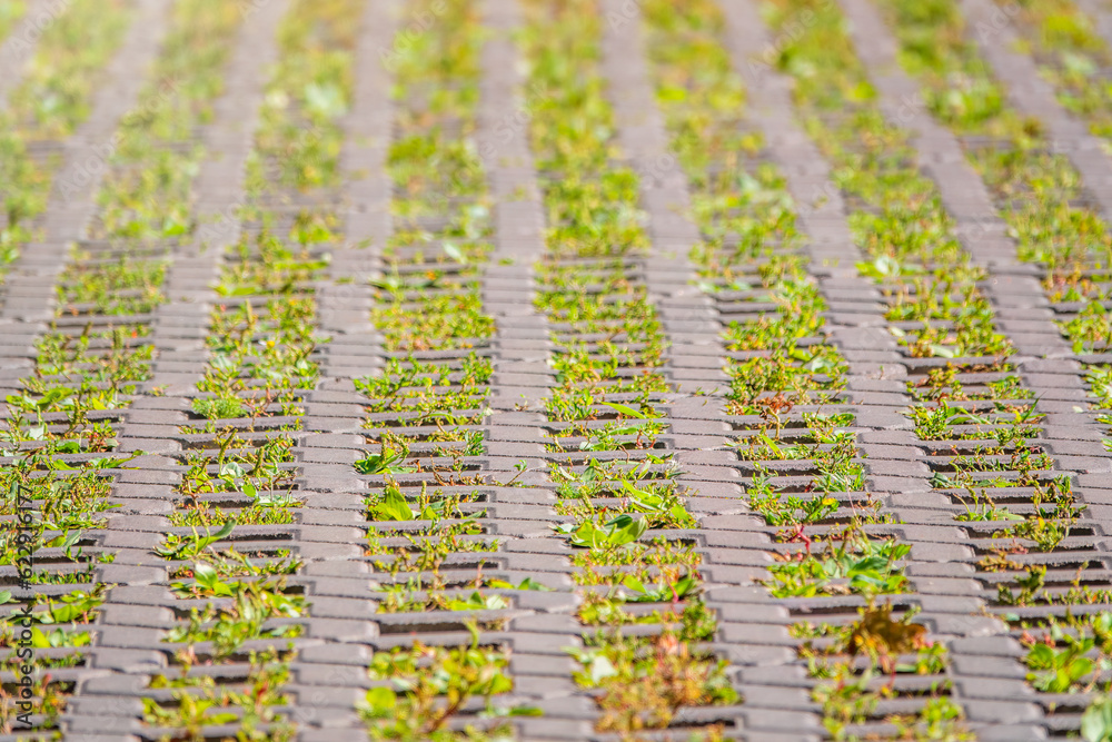 Fototapeta premium Green grass growing through the cobble stones, outdoor garden flooring background photo texture