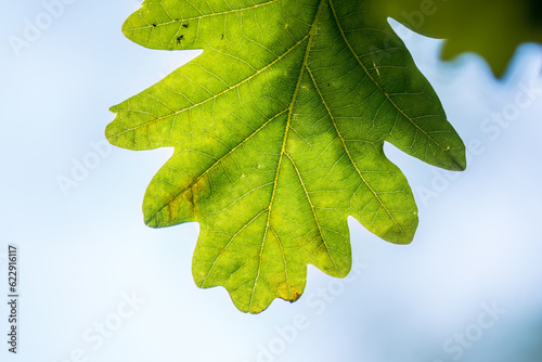 Green oak leaves on a natural blurred background.