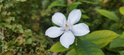 flowers in the garden