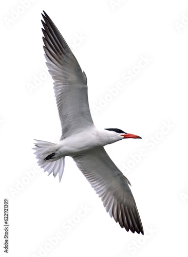 Quadro su tela Caspian tern (Hydroprogne caspia)