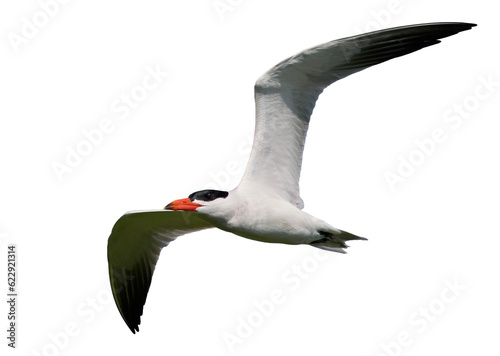Foto Caspian tern (Hydroprogne caspia)
