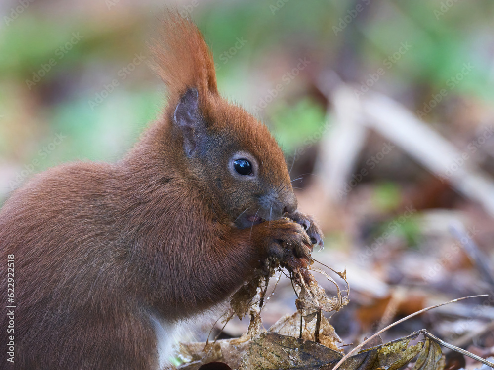 Fototapeta premium Eurasian red squirrel (Sciurus vulgaris)