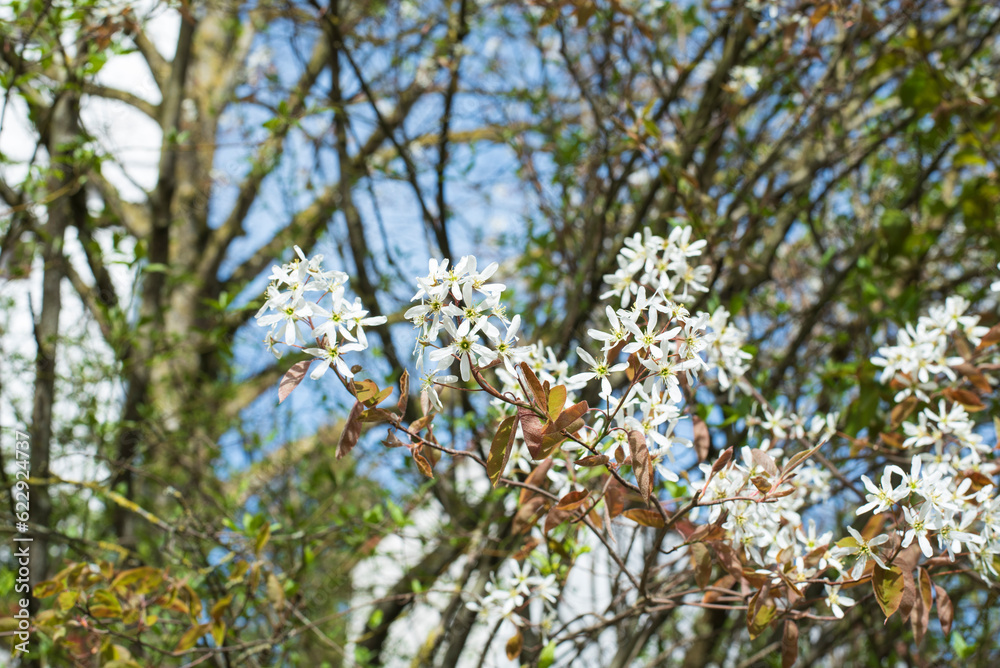 close-up of the blossoms of a juneberry shrub
