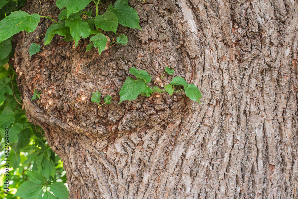 fresh green leaves of a linden tree
