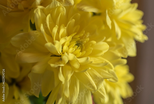 close-up of the yellow petals of a chrysanth flower © Carmen Hauser