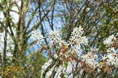close-up of the blossoms of a juneberry shrub