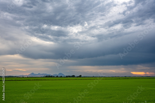 Fototapeta Naklejka Na Ścianę i Meble -  Dramatic image of the central California Butte mountain range in background and green rice fields in the foreground, and awesome cloudy sunset skies. 