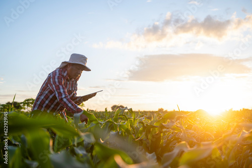 agriculture analyzing corn crop data with tablet and sunset light technology linking corn farmland data to internet