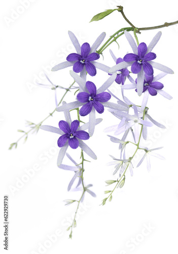 Purple wreath or Queen's wreath or Sandpaper vine medium closeup hanging on white background