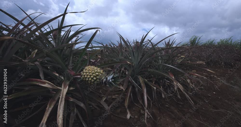 Young Pineapple Fruits On A Plantation, Mauritius