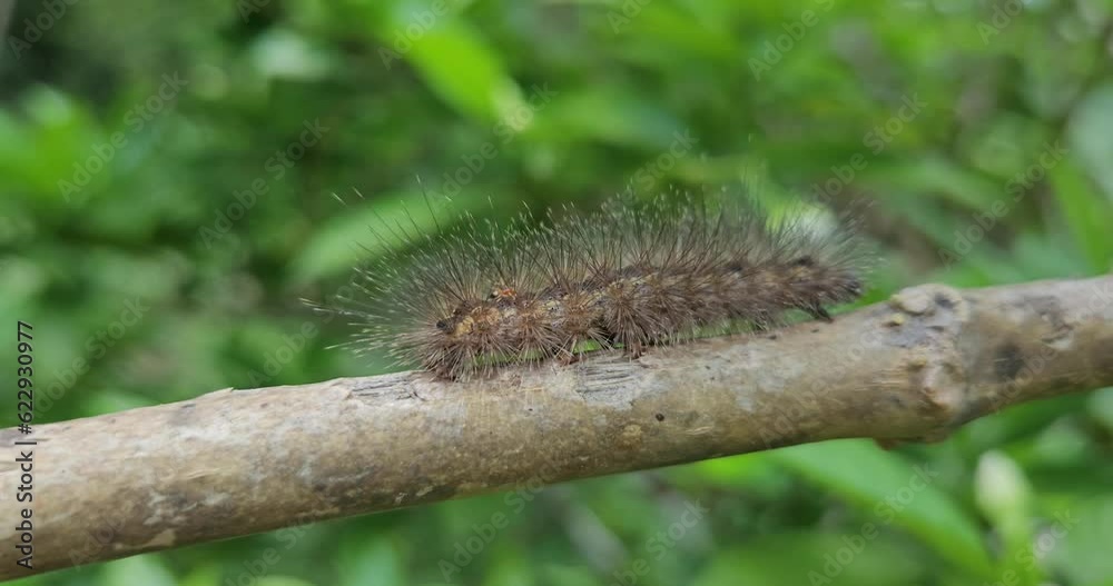 Closeup focus of Caterpillar crawling on a branch. India Closeup focus of Caterpillar crawling on a branch. India