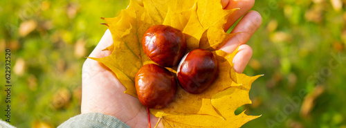 Fotografi Woman holding Fall autumnal maple yellow leaf and chestnuts next to autumn nature