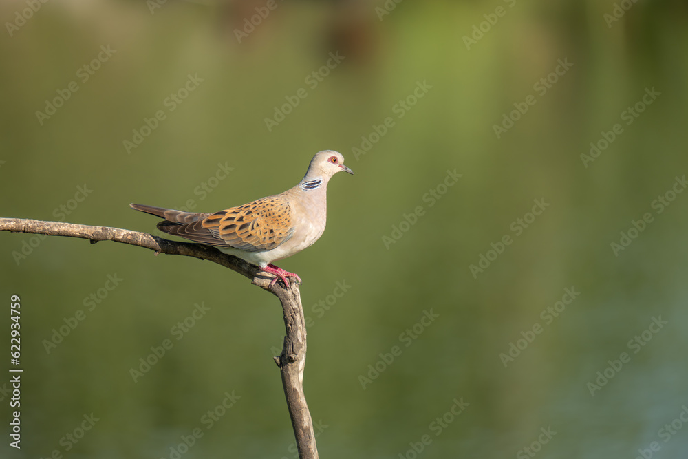 European turtle dove on a branch