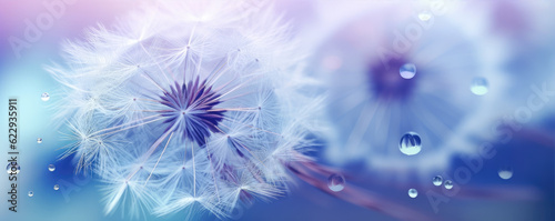 Beautiful dew drops on dandelion plant  blue violet color background.