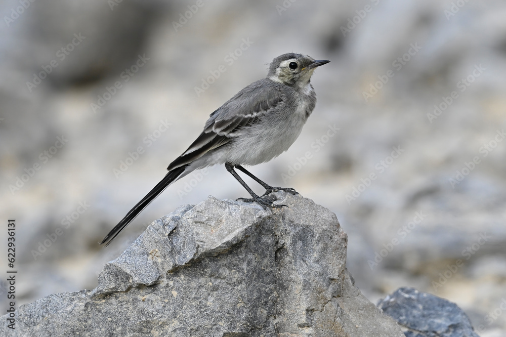 young White wagtail // junge Bachstelze (Motacilla alba) young White wagtail // junge Bachstelze (Motacilla alba)