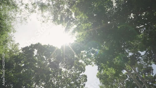 Looking up forest perspective sky through trees summer.   Green jungle green trees leaves wind move sky. 