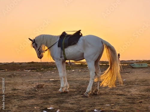 silhouette view of horse at sunset time Karachi sea view beach