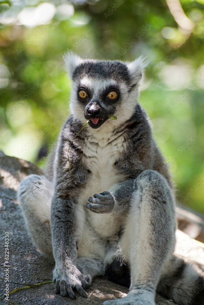 Fototapeta premium 岩の上のワオキツネザル