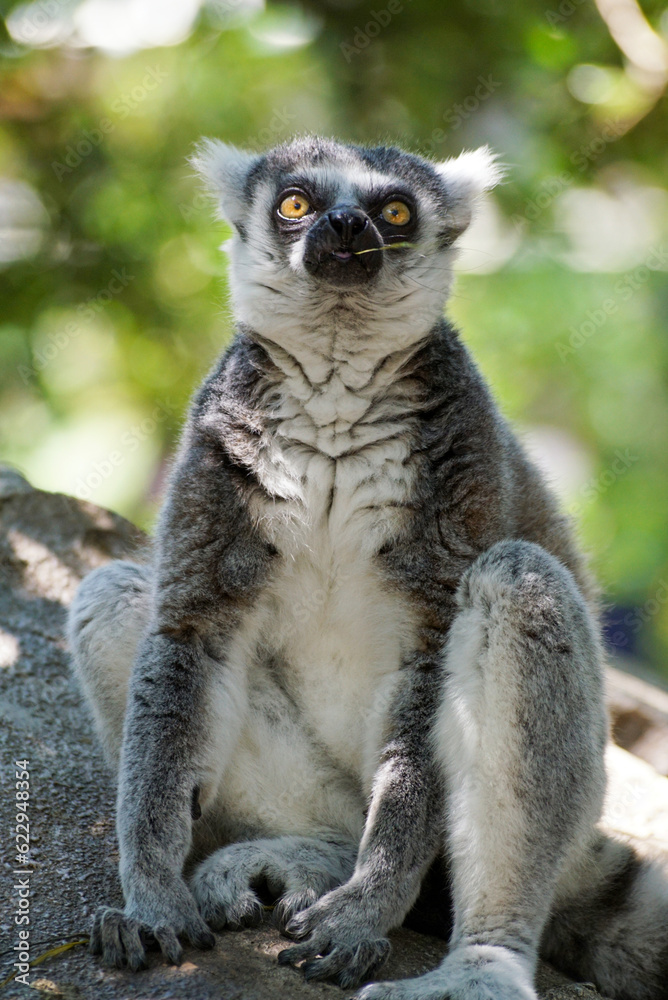 Naklejka premium 岩の上のワオキツネザル