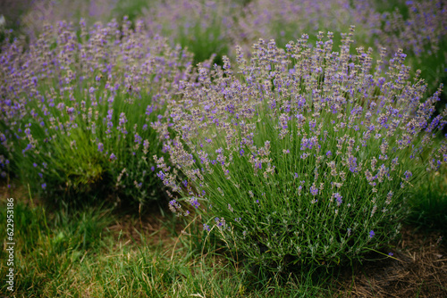 Lavender bushes in the field. Lavender background