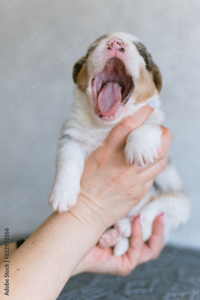 Yawning Puppy" Images – Browse 23 Stock Photos, Vectors, and Video | Adobe  Stock