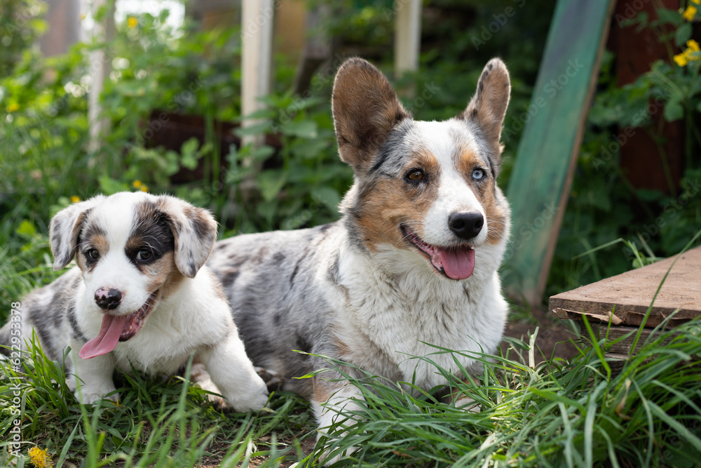 Marble corgi cardigan puppy playing in grass with mom