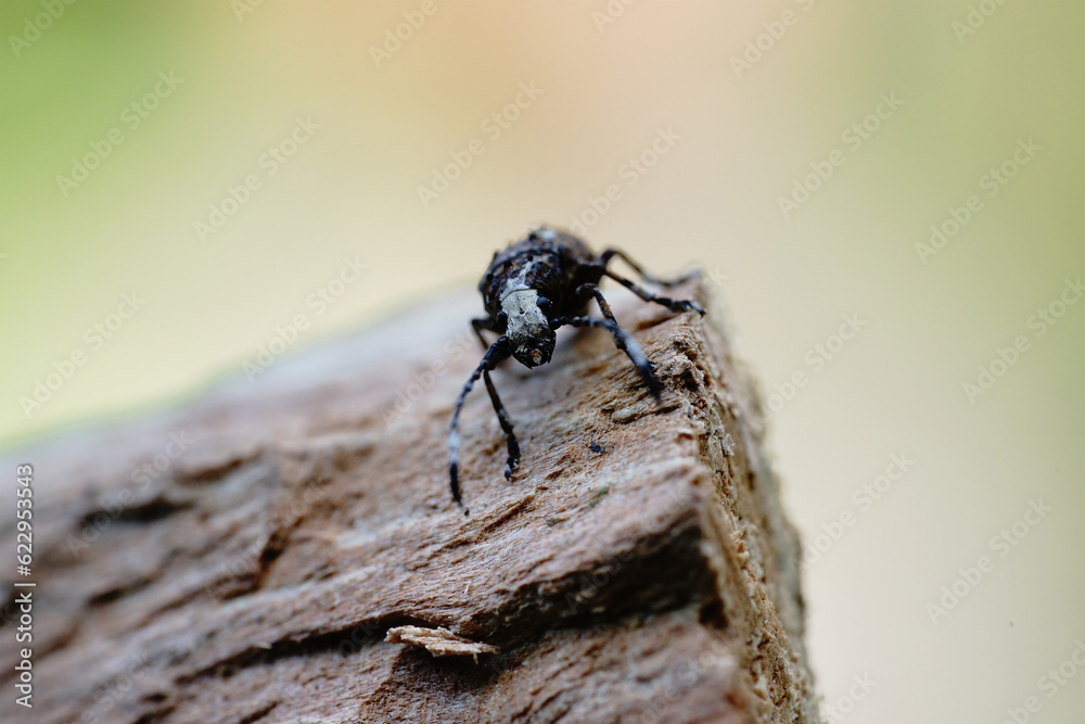 beetle sitting on a piece of wood beetle sitting on a piece of wood