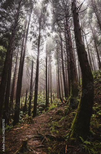 Misty foggy forest of tall straight trees, Azores Islands