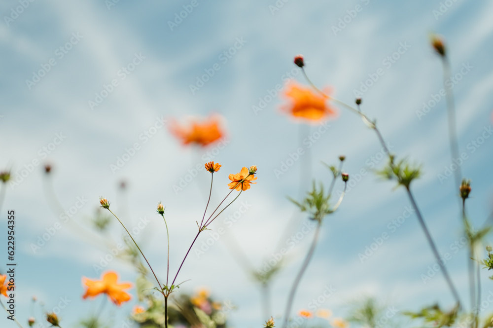 Orange Texas Wildflowers Against Blue Sky