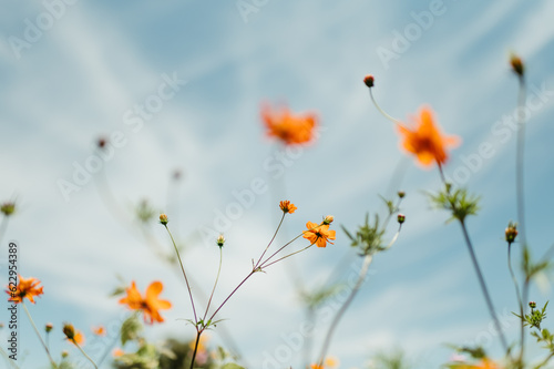 Orange Texas Wildflowers Against the Blue Sky photo