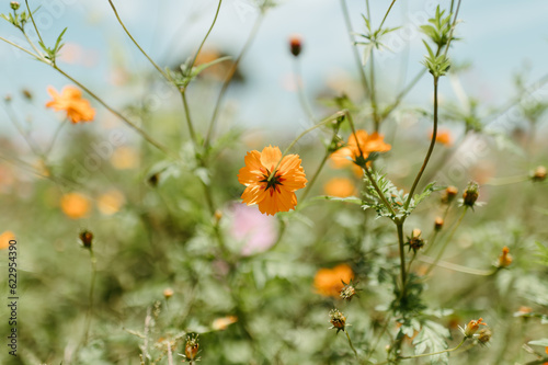 Orange Texas Wildflowers in Field photo
