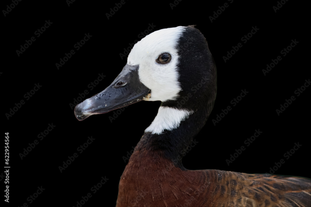 A White-faced Whistling Duck Portrait A White-faced Whistling Duck Portrait